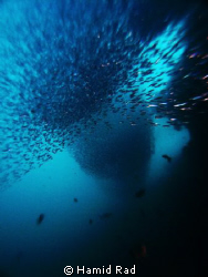 Fish, fish, fish !!! - North Ari atoll, Maldives / Canon ... by Hamid Rad 